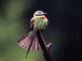 Little Bee-eater rainbathing