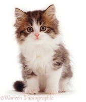 Brown Tabby-and-white kitten