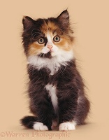 Calico Persian-cross kitten