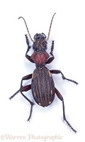 Diurnal ground beetle