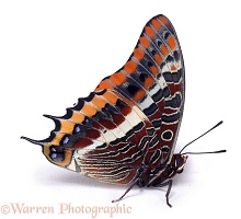 Two-tailed Pasha Butterfly