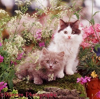 Kittens among late spring flowers