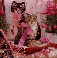 Tabby cat in pink ribbon