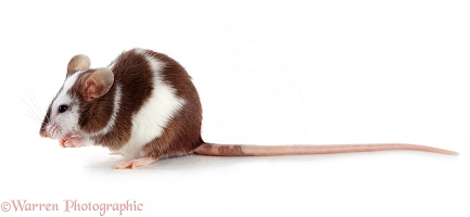 Skewbald mouse
