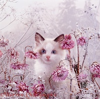 Kitten among snowy flowers