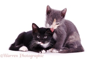 Kitten licking another's ear