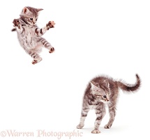 Kittens leaping and playing