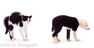 Black-and-white kitten and puppy meeting