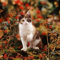 Young cat in Autumn