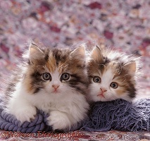 Persian cross kitten pair