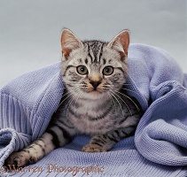 Silver-spotted kitten with blue pullover