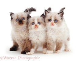 Three Birman-cross kittens