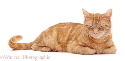Sleepy ginger cat