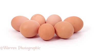 Bantam hen eggs