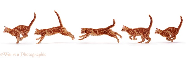 Ginger cat running