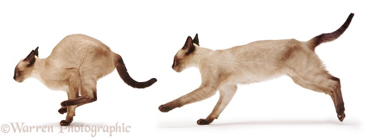 Siamese cat running