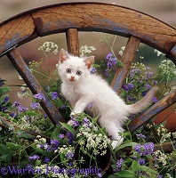 Kitten on old wagon wheel