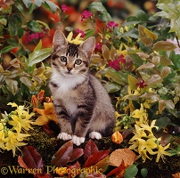 Kitten among flowers