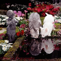 Cats drinking at a garden pond