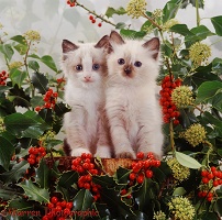 Kittens among holly berries