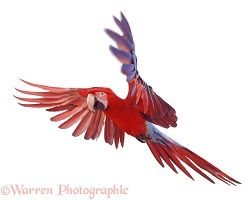 Green-winged Macaw in flight