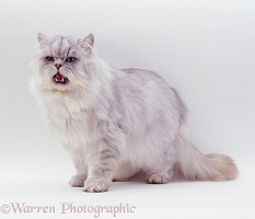 Persian cat meowing