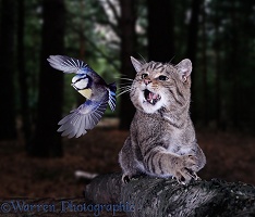 Wild Cat attempting to catch a Blue Tit