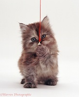 Fluffy kitten clutching a bell on a string