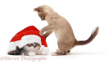 Kittens with Santa hat