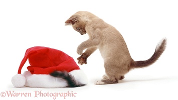 Kittens with Father Christmas hat