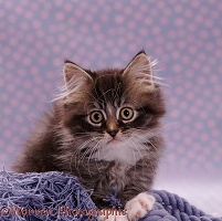 Portrait of fluffy tabby kitten