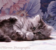 Fluffy silver tabby kitten