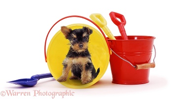 Yorkie pup in a bucket