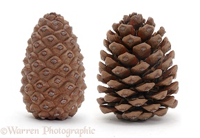 Pine cone open and closed