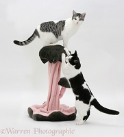 Cats with fancy scratch post