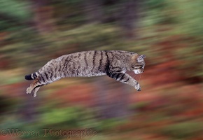 Wild cat leaping