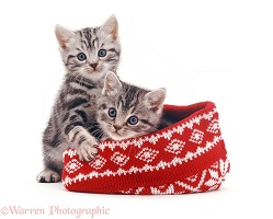 Silver tabby kittens with a woolly hat