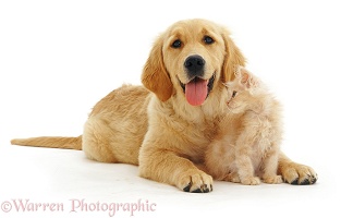 Golden Retriever pup with golden kitten