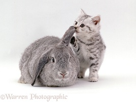 Silver spotted kitten and lop rabbit