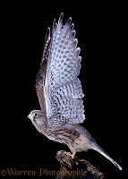 Kestrel juvenile male taking off