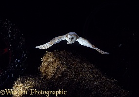 Barn Owl flying over straw bales