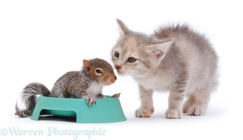 Grey Squirrel and grey kitten