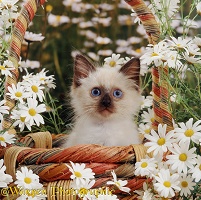 Cat in a basket with daisies
