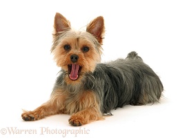 Yorkie lying with head up and yawning