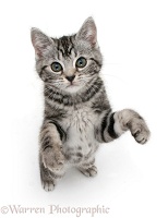 Silver tabby kitten standing and reaching up