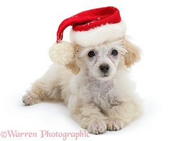 Poodle with Father Christmas hat