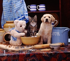 Yellow Labrador pup and kitten with cream teddy