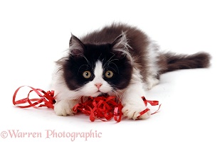 Black-and-white kitten with parcel tape