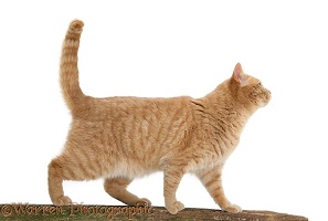 Cream spotted British shorthair cat