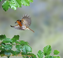 Robin flying to nest